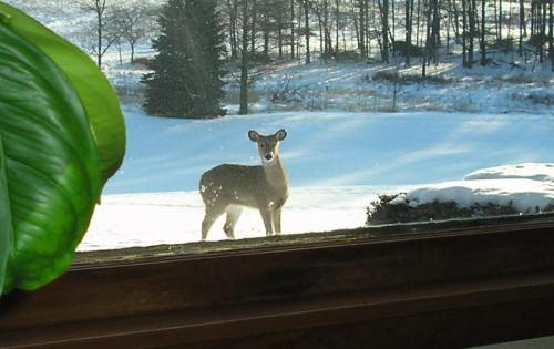 01-deer_1736129226.jpg