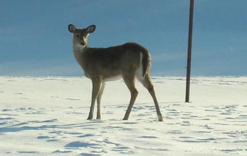 02-deer_1736129242.jpg
