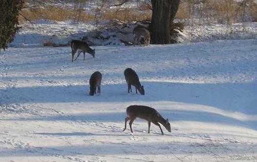 03-04-deer_1736129299.jpg