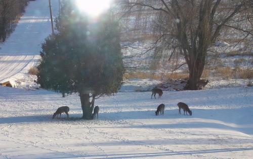 04-05-deer_1736129310.jpg