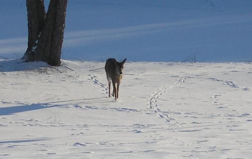 05-06-deer_1736129323.jpg