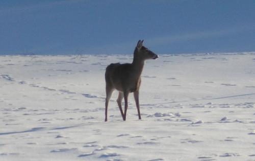 06-07-deer_1736129334.jpg