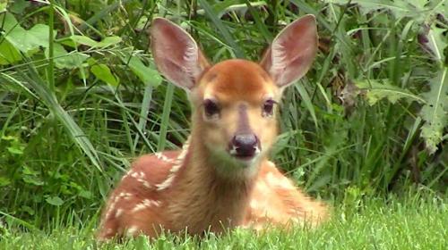 06-27-21-fawn-buddy_1736638333.jpg