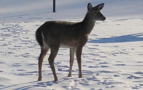 07-09-deer_1736129345.jpg