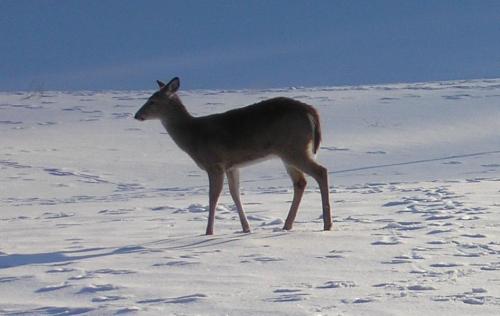 08-10-deer_1736129356.jpg