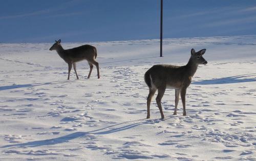 09-11-deer_1736129366.jpg