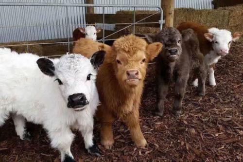 1-mini-herd_1715577068.jpg