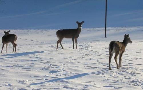 10-12-deer_1736129379.jpg