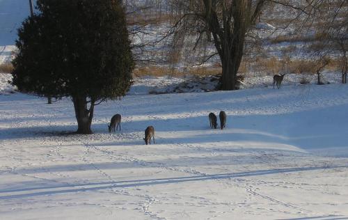 11-13-deer_1736129392.jpg