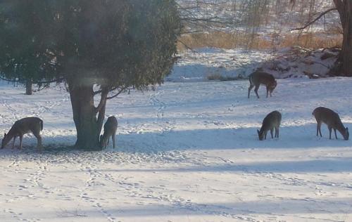 12-14-deer-grandma-done_1736129407.jpg
