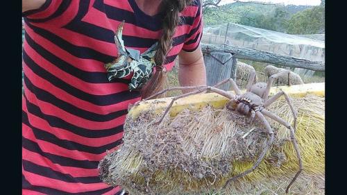 161104133122-massive-spider_1718759937.jpg