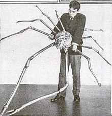 220px-japanese-spider-crab_1714541910.jpg