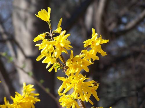 960px-forsythia-turin_1744738147.jpeg
