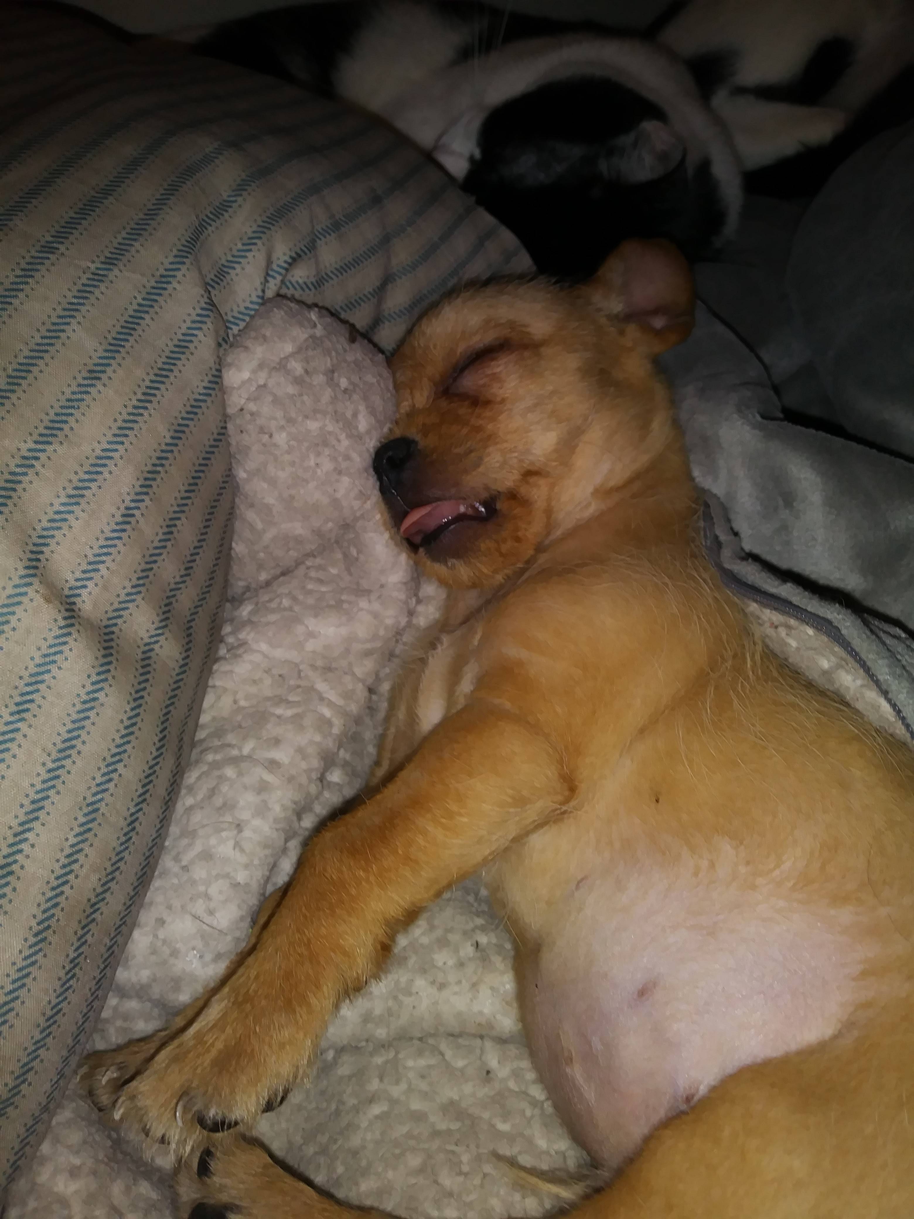 _1645740817.pigglessleep.jpg