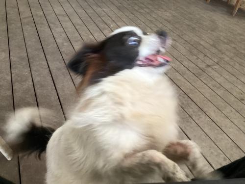 _1651049225.9198A1C2-1A7E-4C4B-9E29-4B41936577CA.jpeg