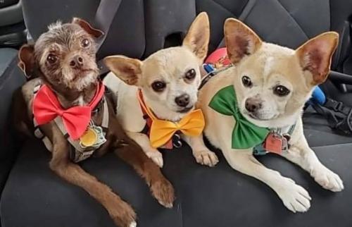 _1653486595.dogs.jpeg