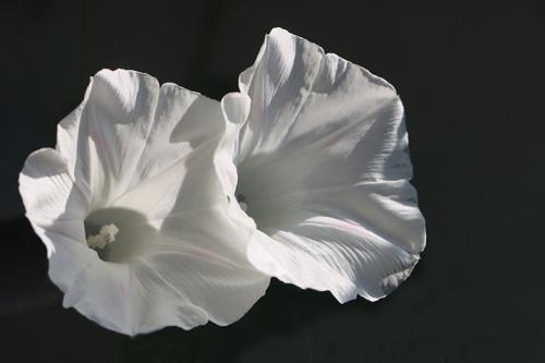 _1656552775.2022-Morning Glory 002.jpg