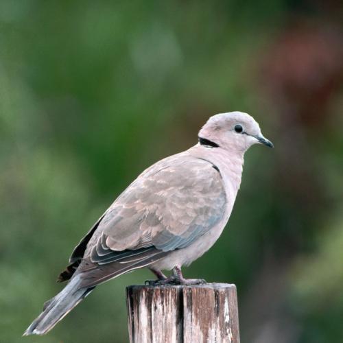 _1657714374.cape-turtle-dove-535093428-5b5df52b46e0fb008249e06c.jpg