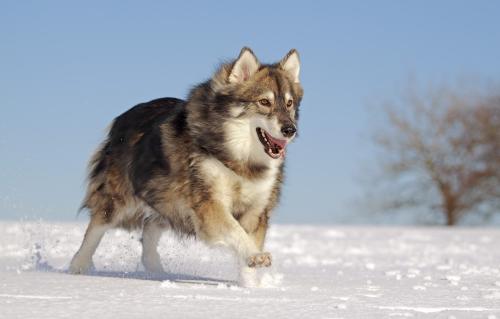 _1657769938.utonagan-dog.jpg