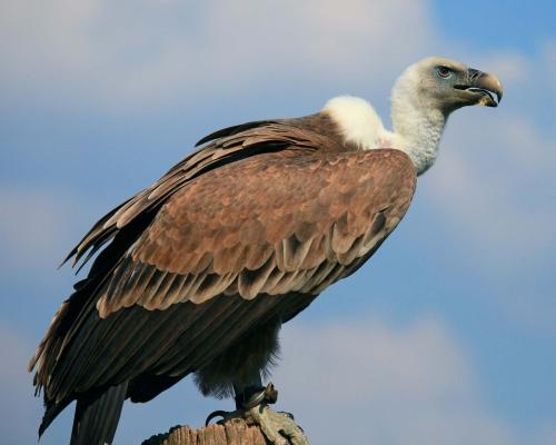 _1657793396.Vulture.jpg