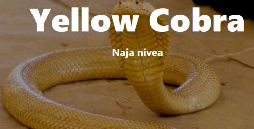 _1657904481.yellow.png