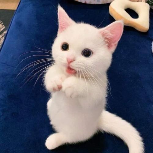 _1658732989.19 Photos_ Sweet Cats Draw Smiles, Funny Cats Bring Laughter.jpg