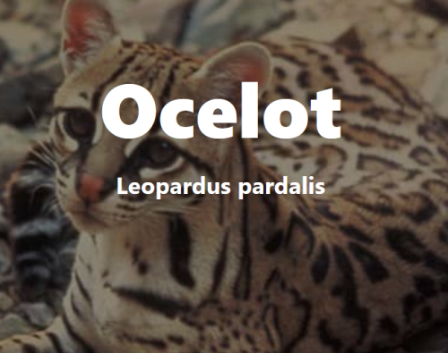 _1659730962.Ocelot.png
