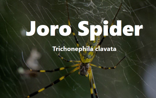 _1660224256.spider J.png