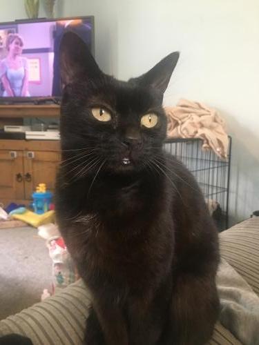 _1660269009.blackcat.jpeg