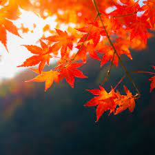 _1662418048.image.png