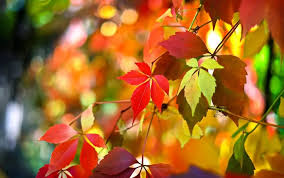 _1662418159.image.png