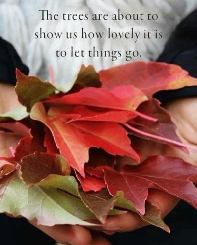 _1665174729.00 Fall - letting things go.jpg