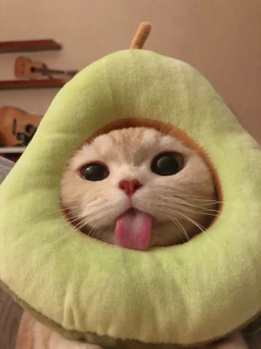 _1666853209.image.png