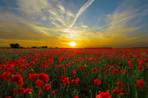 _1668055979.image.png