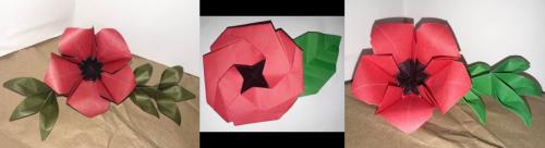 _1668166778.Poppies.jpg