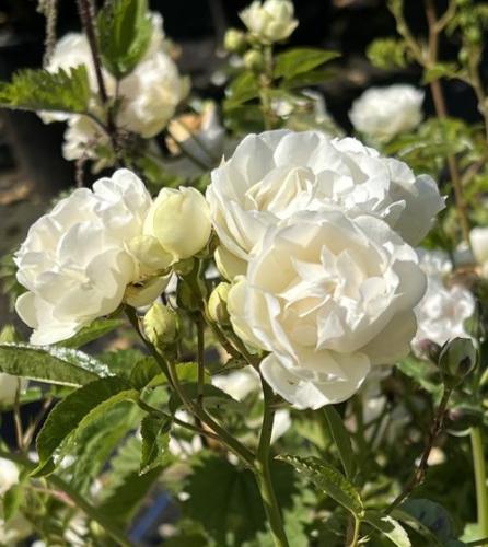 _1668170683.roses.jpg