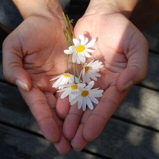 _1669300952.flowers-forgive-sorry-power-psychology-emamzadeh.jpg