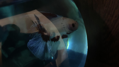 _1670930405.image.png