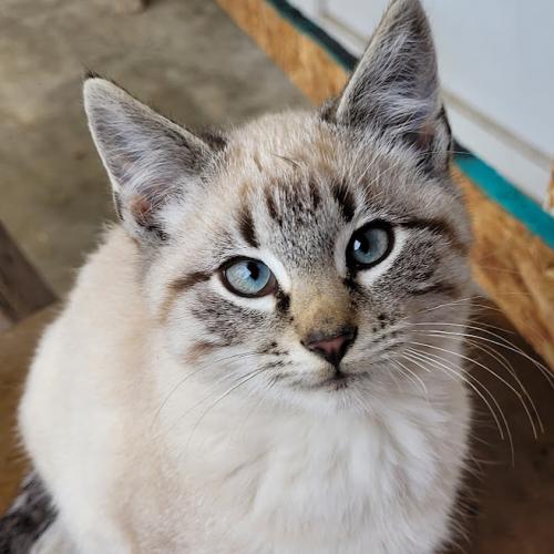 _1670961501.cat.jpg