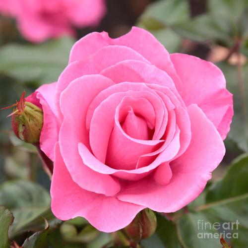 _1671116087.pink-rose-carol-groenen.jpg