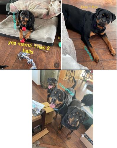 _1671737980.7cup rotts.jpg