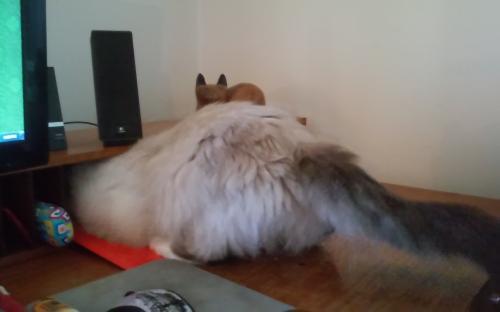 _1674687870.Kira explores new desk.jpg