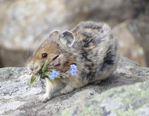 american-pika-ochotona-princeps-with-a-mouthful-of-flowers_1725170080.jpg