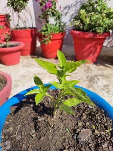 basil_1702890269.jpg