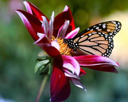 beautiful-flowers-and-butterfly-wallpaper1-792x634_1679321206.jpeg