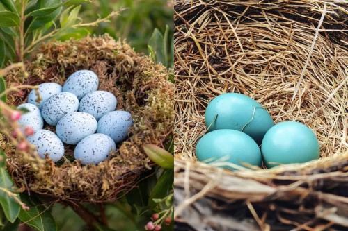 blue-jay-eggs-vs-robin-eggs_1713921139.jpg