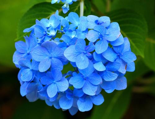 bluehydrangea3-1200x1200-1_1741905019.jpg