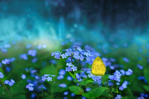 butterfly-7498779-640_1690385844.jpg