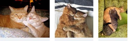 cats_1679592206.jpg