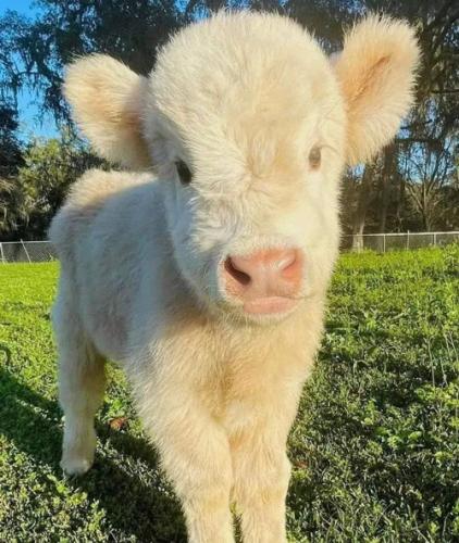 chisos-mini-cow-with-raised-ears-and-soulful-eyes_1715577075.jpg